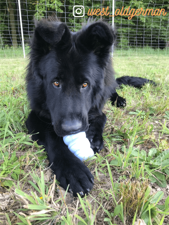 odżywianie zwierząt wrażliwych