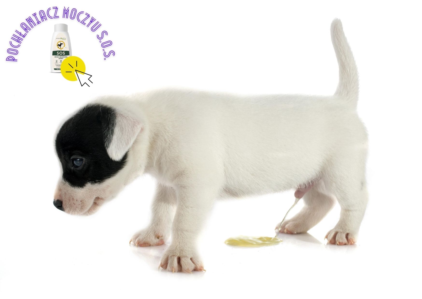 jak oduczyć szczeniaka sikania w domu