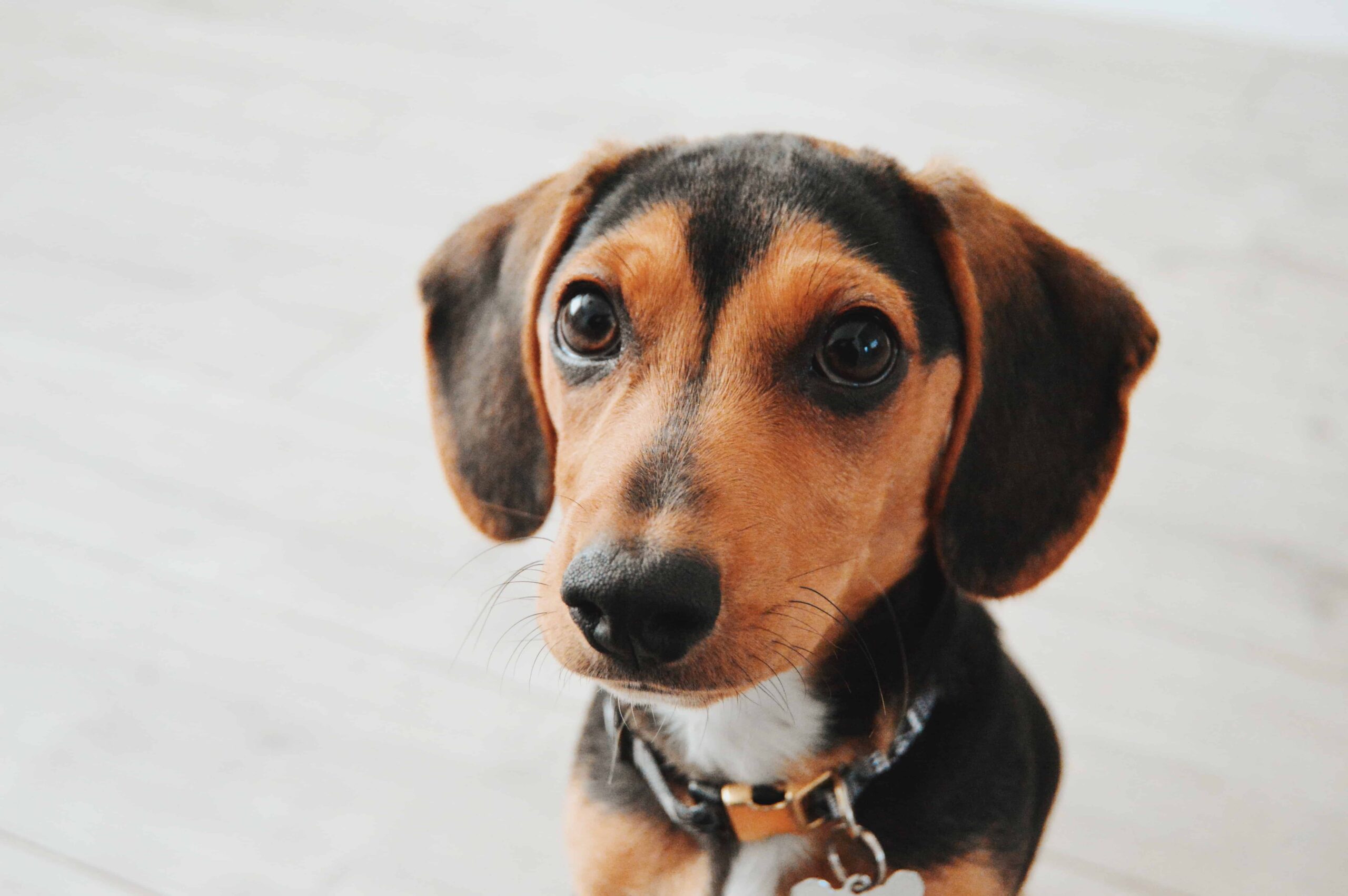 co zrobić, jeśli szczeniak załatwia się w domu